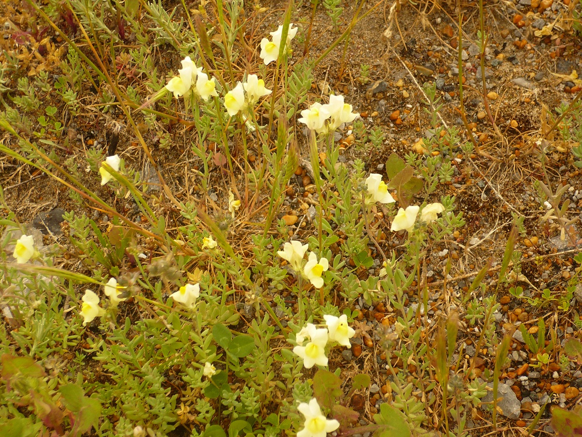 Linaria supina subsp. maritima (Plantaginaceae)